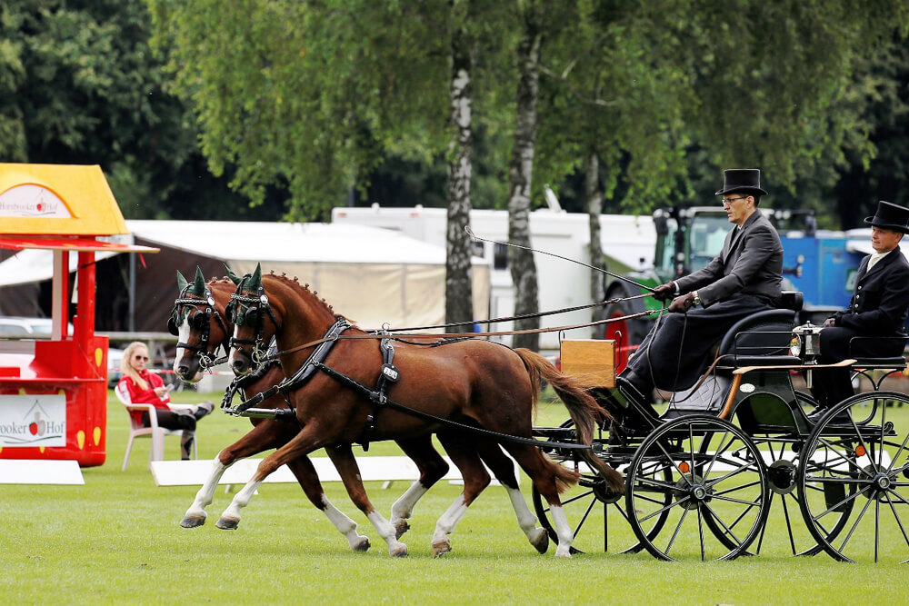 CAN Bad Segeberg 2017: Dressur