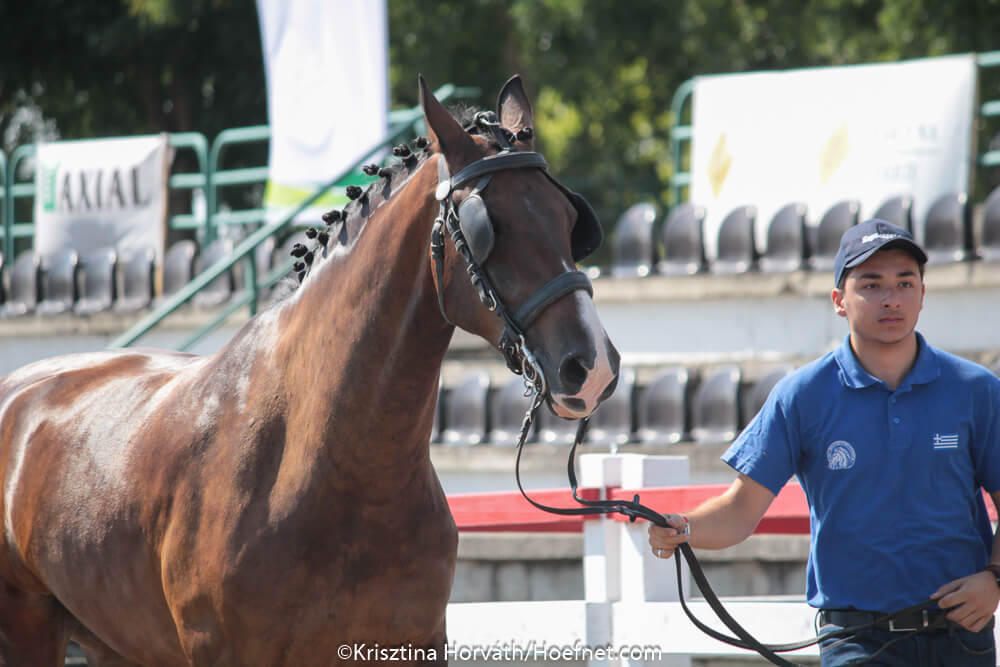 Mezőhegyes 2017: keuring