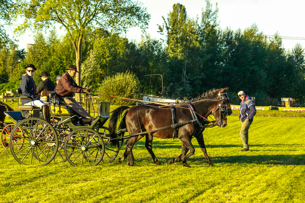 Tilburg 2019: dressuur