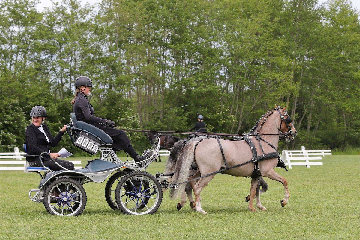 Dressuur en Vaardigheid Nijkerk 2022