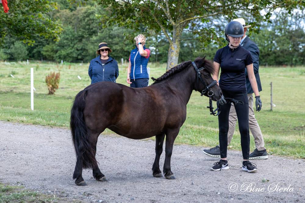 Dronninglund 2022: Horse Inspection