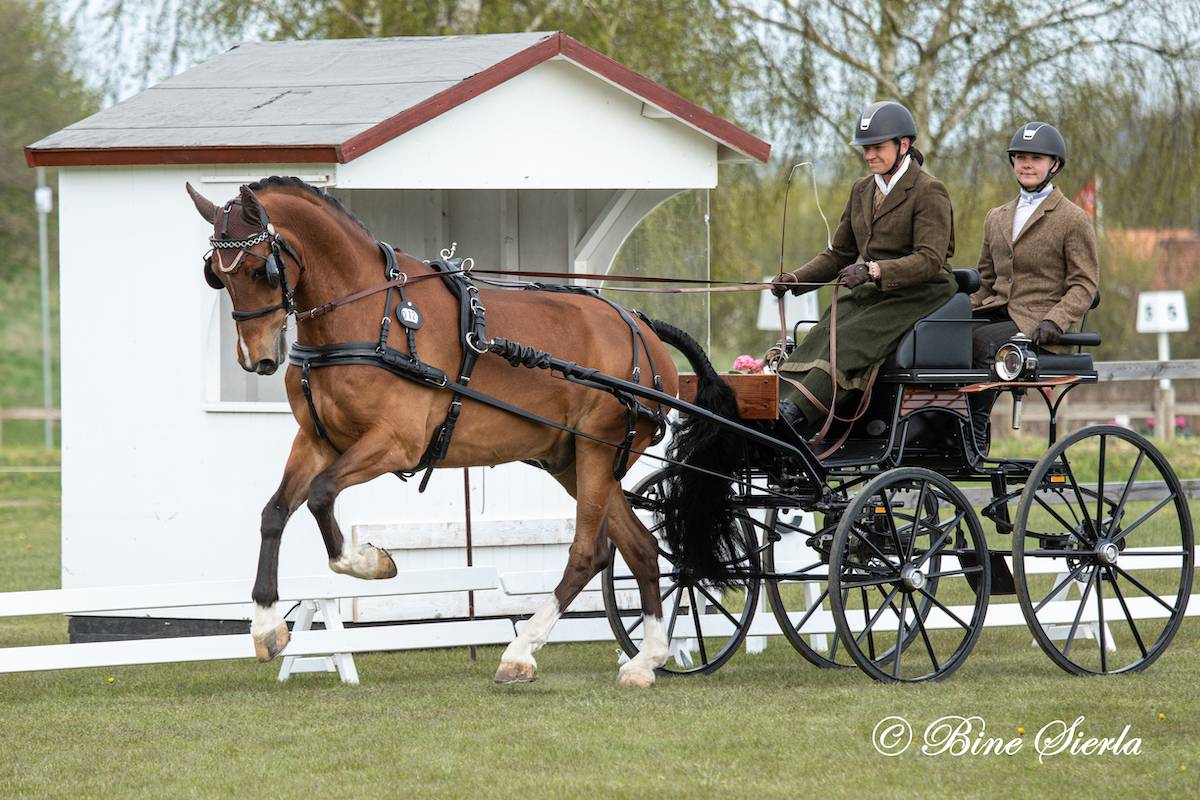 Morkov – Raevebjerg 2023: Dressage Friday