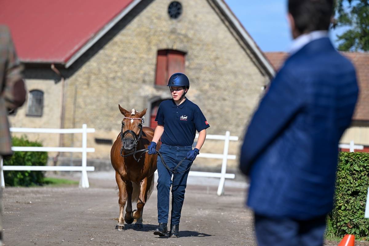 European Championship for U25, Juniors & Children Flyinge 2024: Horse Inspection