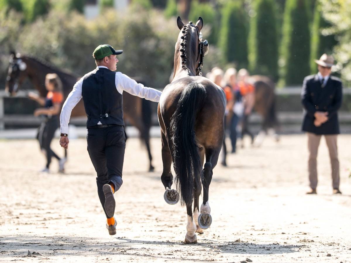 World Championship for Four-in-Hand Szilvásvárad 2024: Horse inspection