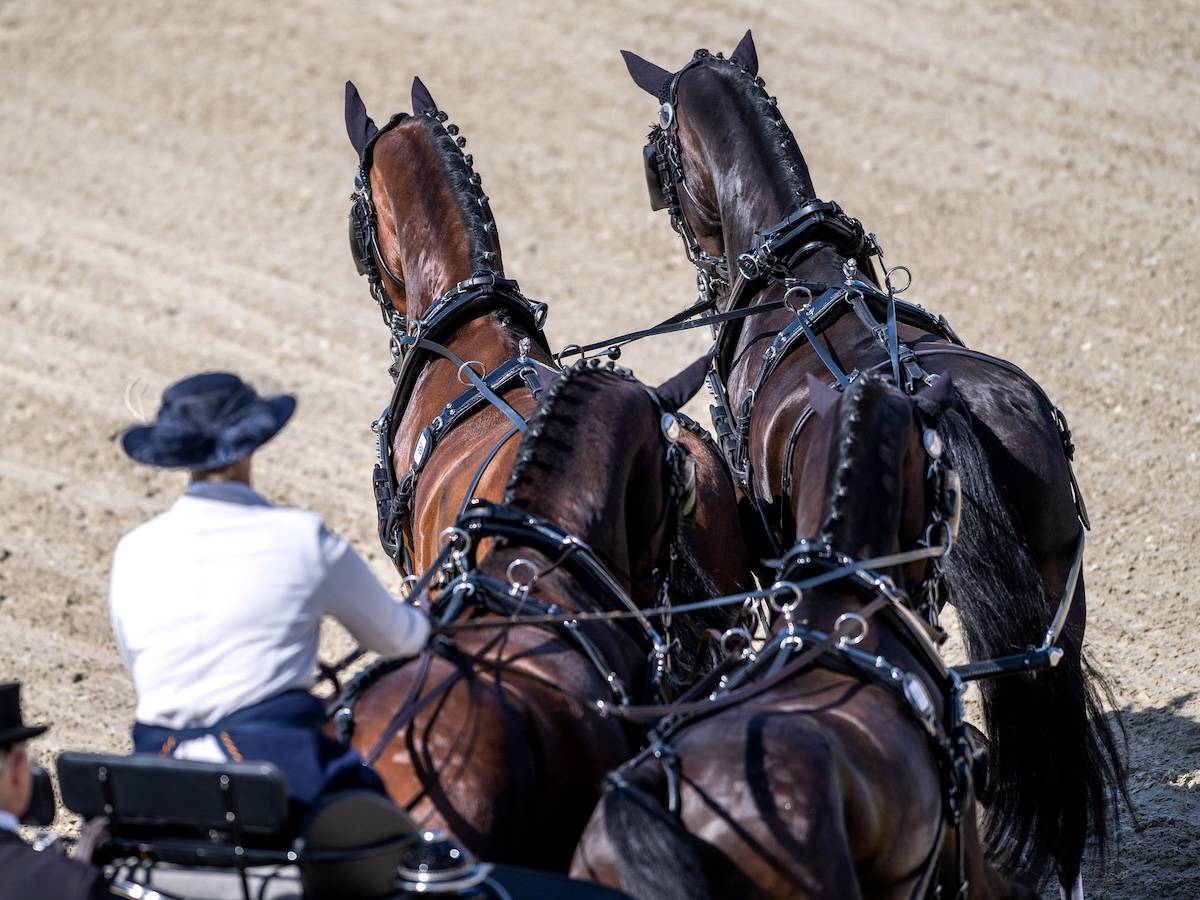World Championship for Four-in-Hand Szilvásvárad 2024: Dressage Thursday