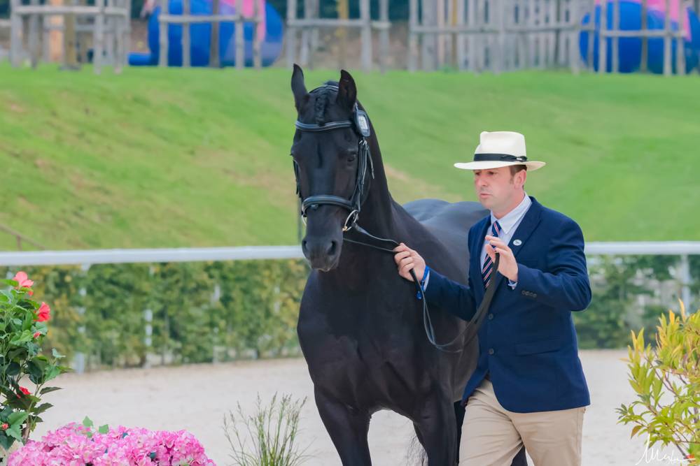 WCH Singles Le Pin 2024: Horse Inspection