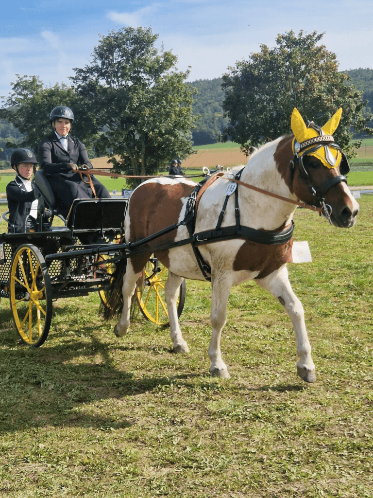 Ponys dominieren den WEISSL Fahrsport Cup in Neuburg/Donau